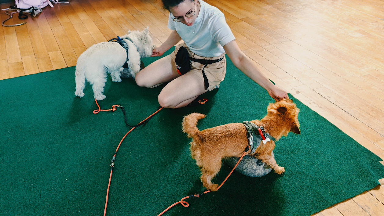 City Dog group training
