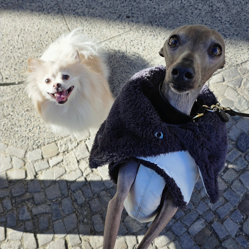 City Dog course photograph