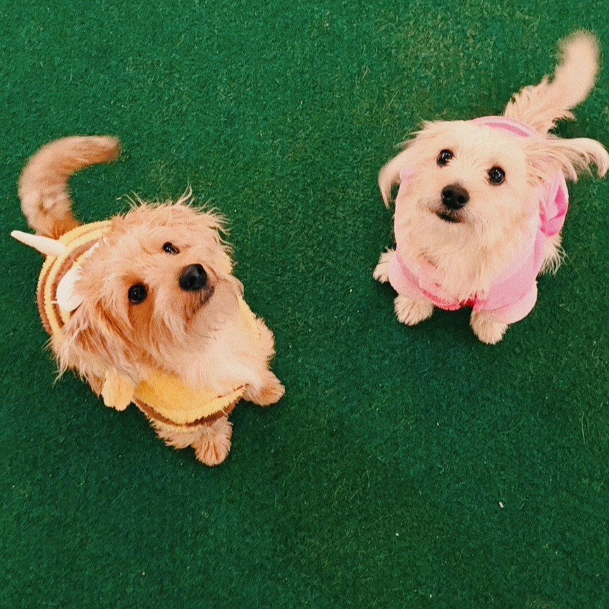 Puppy Class course photograph